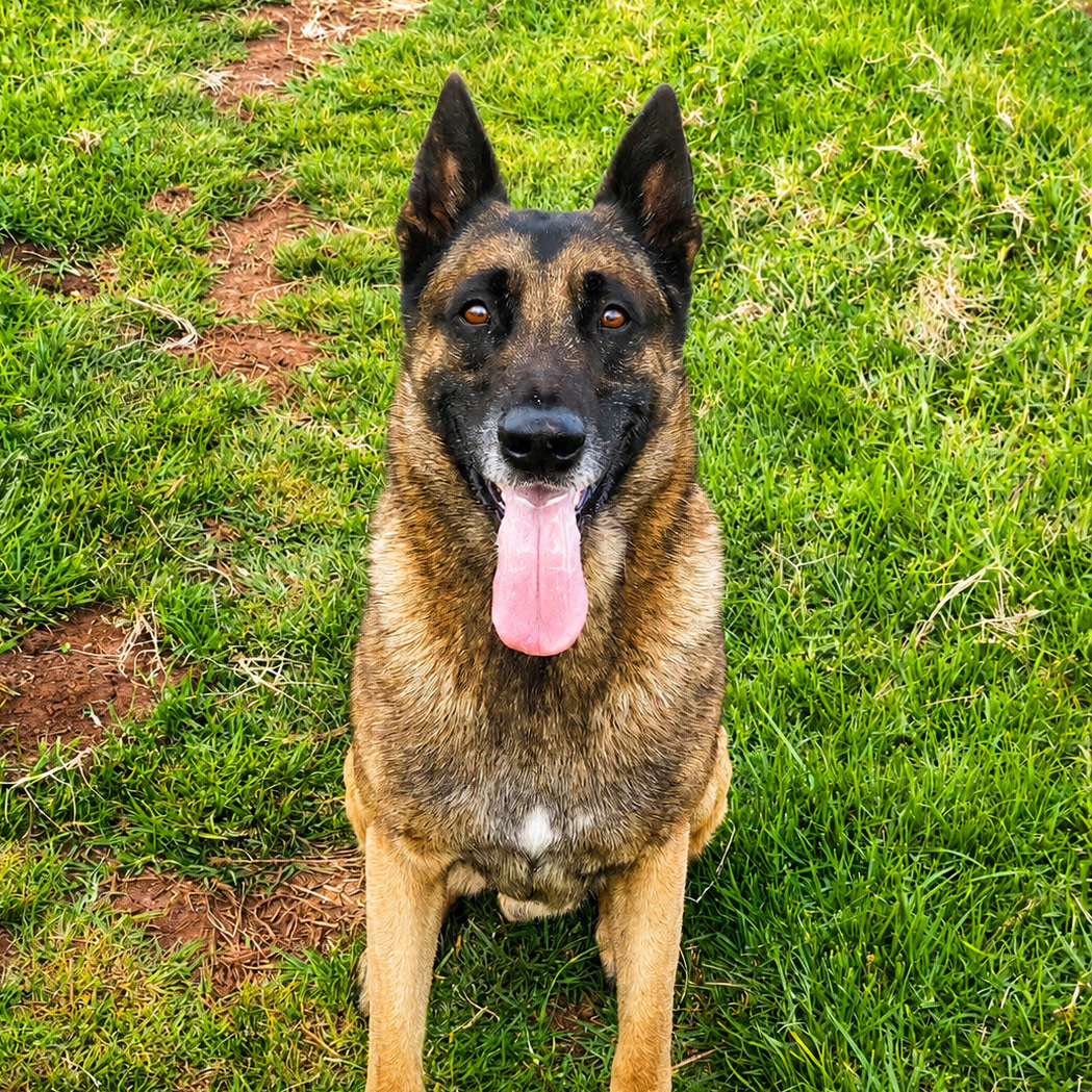 Farm dogs and horses at Waterhoek Guest Farm
